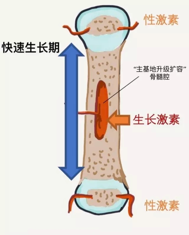 揭秘最新长高秘诀，探索生长的秘密与科学增高方法