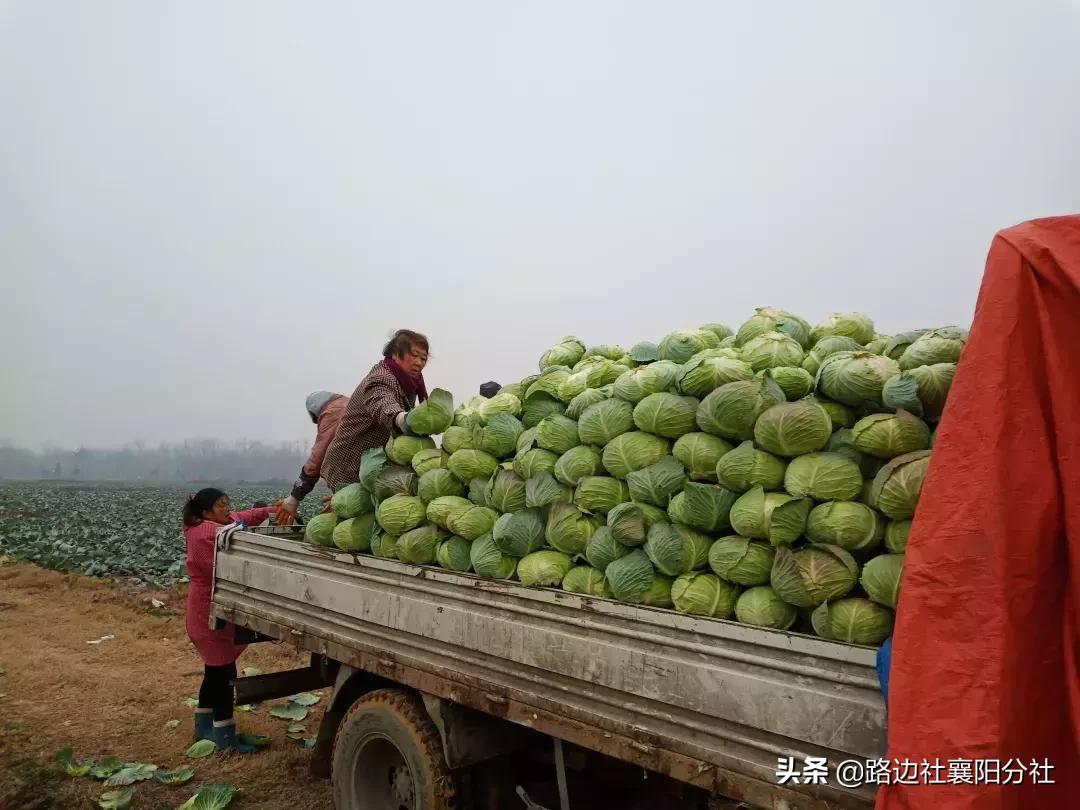 包菜最新价格动态解析与趋势分析