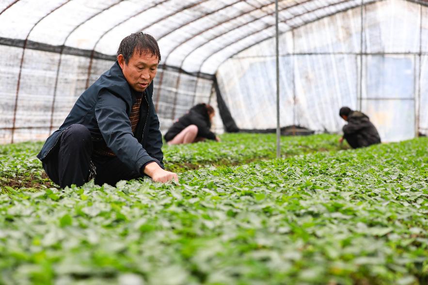 黄精最新市场动态分析