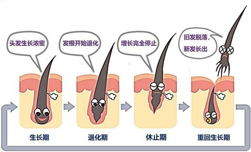 最新脱发研究揭秘，预防与治疗的突破进展