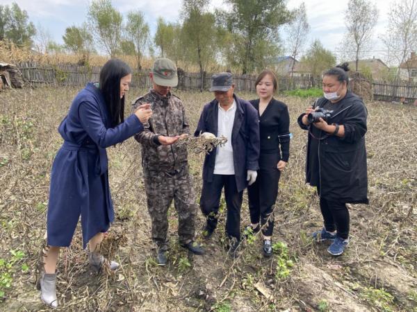 海伦大豆最新价格动态与深度市场分析概览