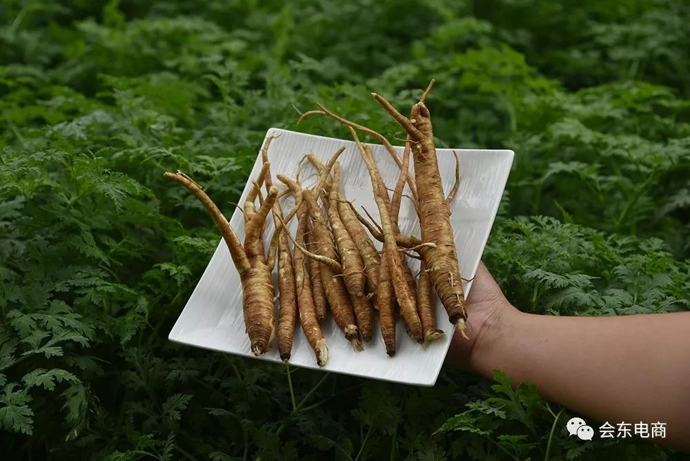 生意社，当归最新价格动态及市场分析